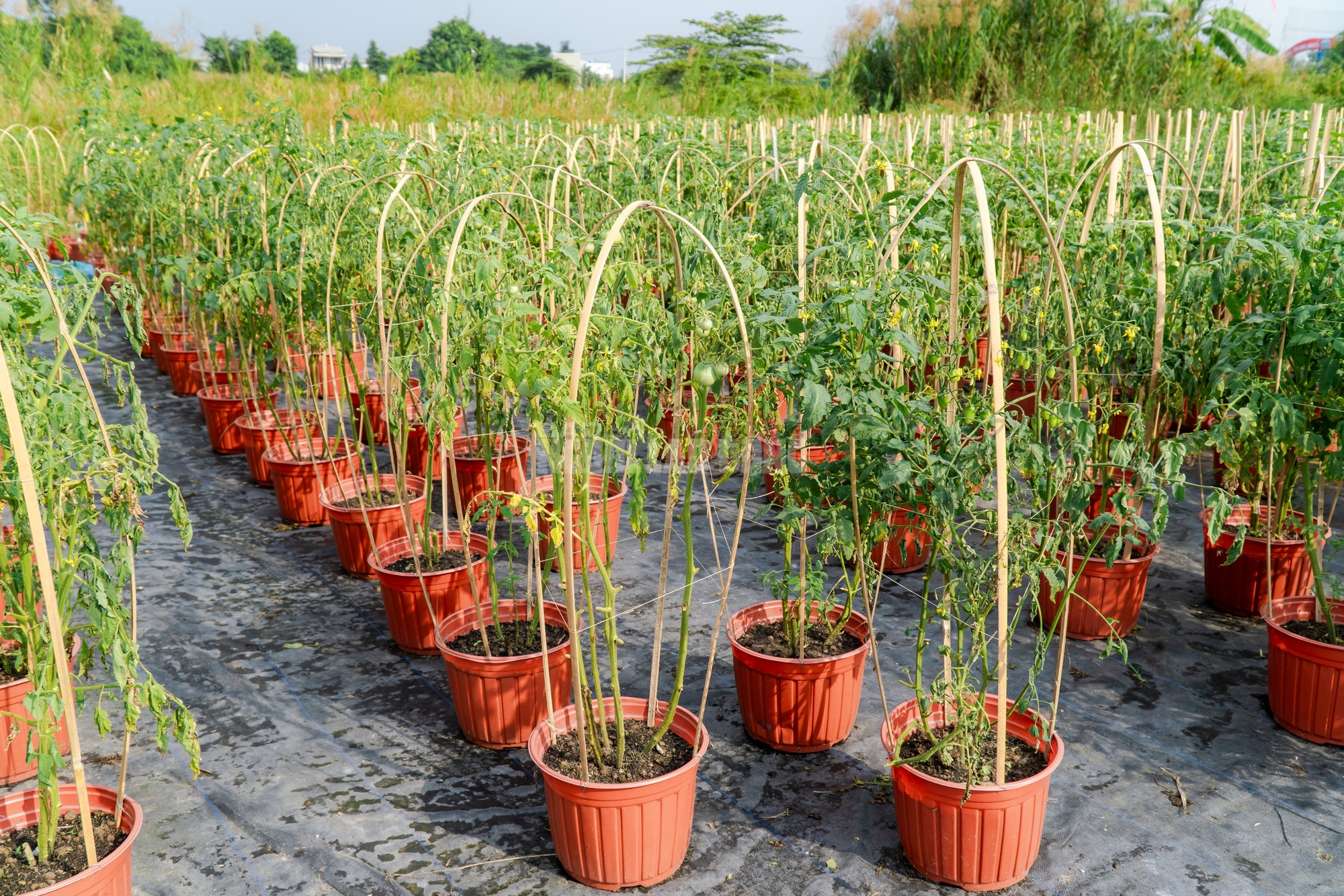 Nông dân làng hoa Thới An thấp thỏm với hoa Tết 4 VIDEO: Nông dân làng hoa Thới An tất bật mùa Tết, khó định giá hoa xứng công - Ảnh 7.