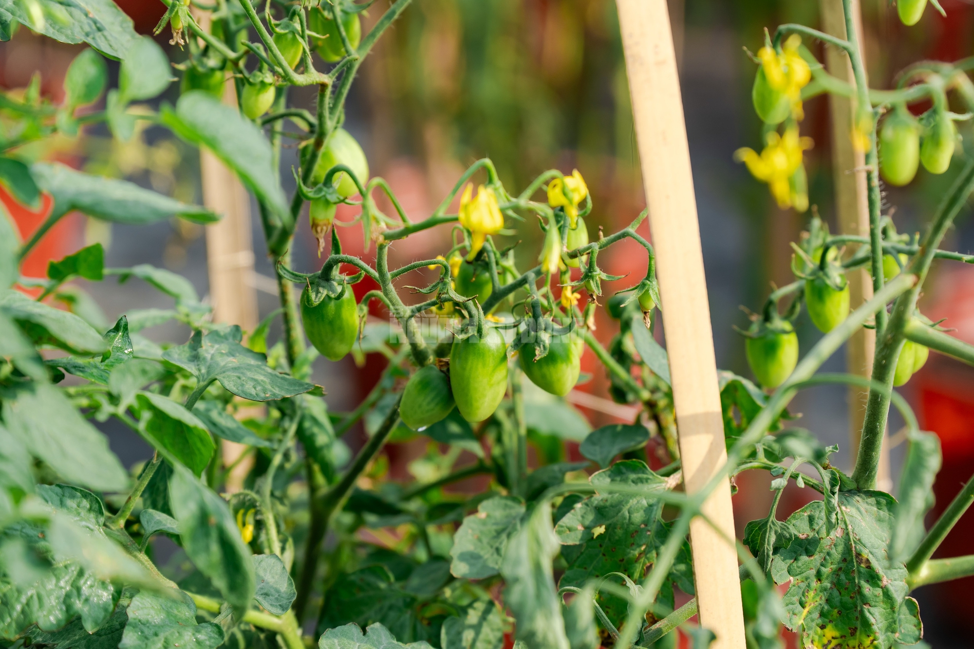 Nông dân làng hoa Thới An thấp thỏm với hoa Tết 5 VIDEO: Nông dân làng hoa Thới An tất bật mùa Tết, khó định giá hoa xứng công - Ảnh 8.