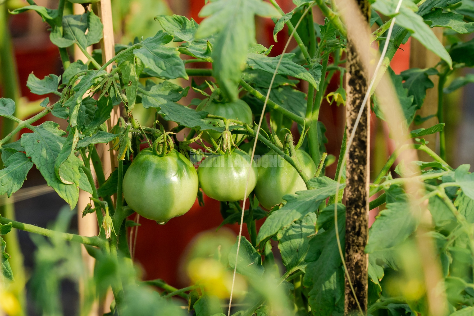 Nông dân làng hoa Thới An thấp thỏm với hoa Tết 6 VIDEO: Nông dân làng hoa Thới An tất bật mùa Tết, khó định giá hoa xứng công - Ảnh 9.