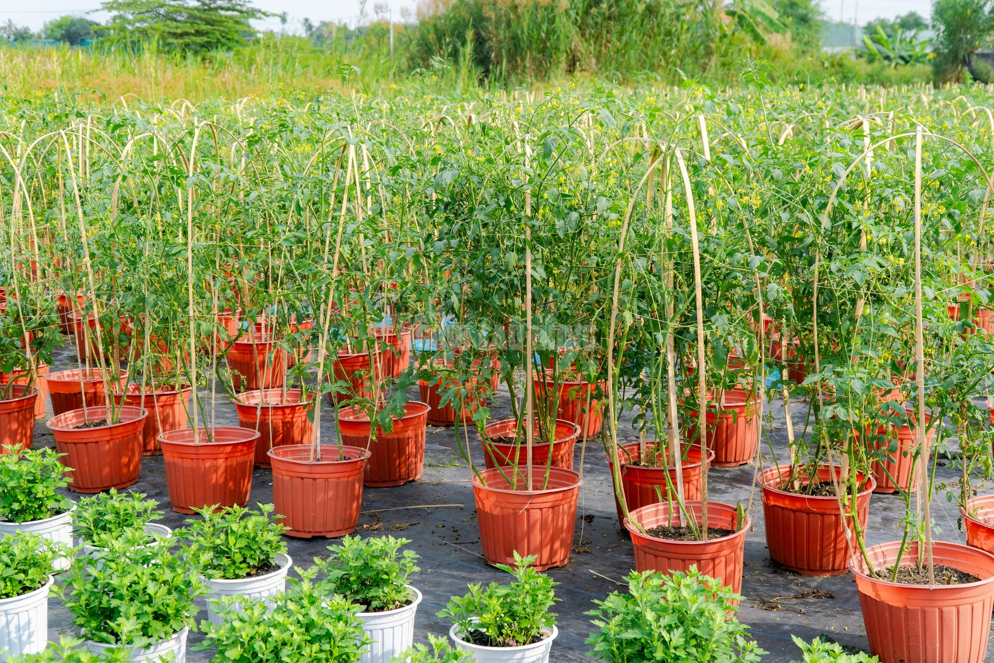 Nông dân làng hoa Thới An thấp thỏm với hoa Tết 7 VIDEO: Nông dân làng hoa Thới An tất bật mùa Tết, khó định giá hoa xứng công - Ảnh 10.