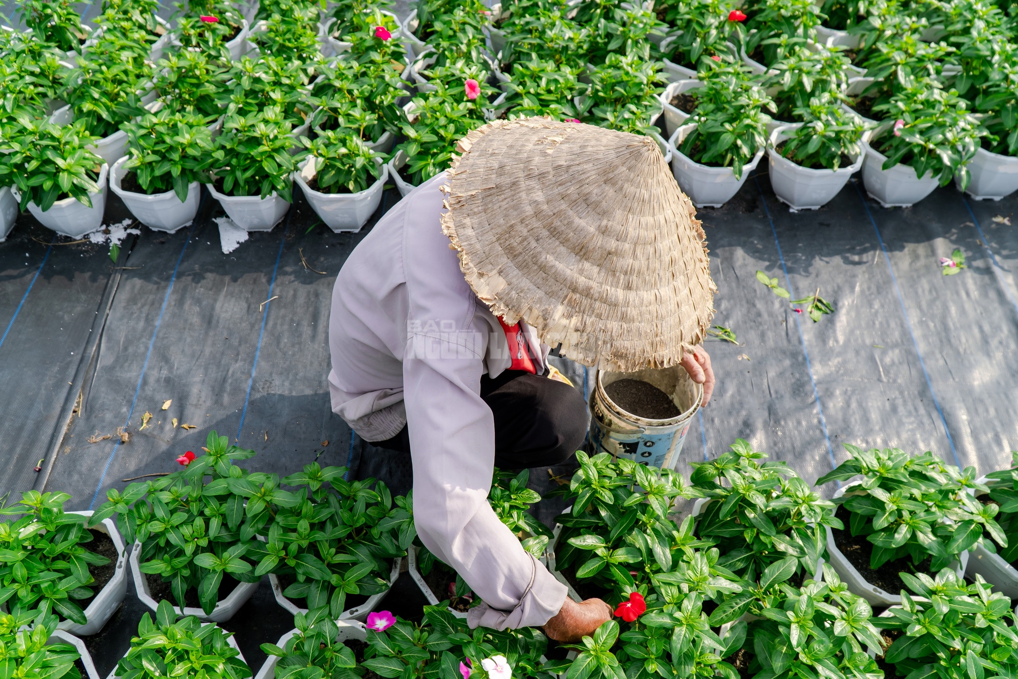 Nông dân làng hoa Thới An thấp thỏm với hoa Tết 8 VIDEO: Nông dân làng hoa Thới An tất bật mùa Tết, khó định giá hoa xứng công - Ảnh 11.