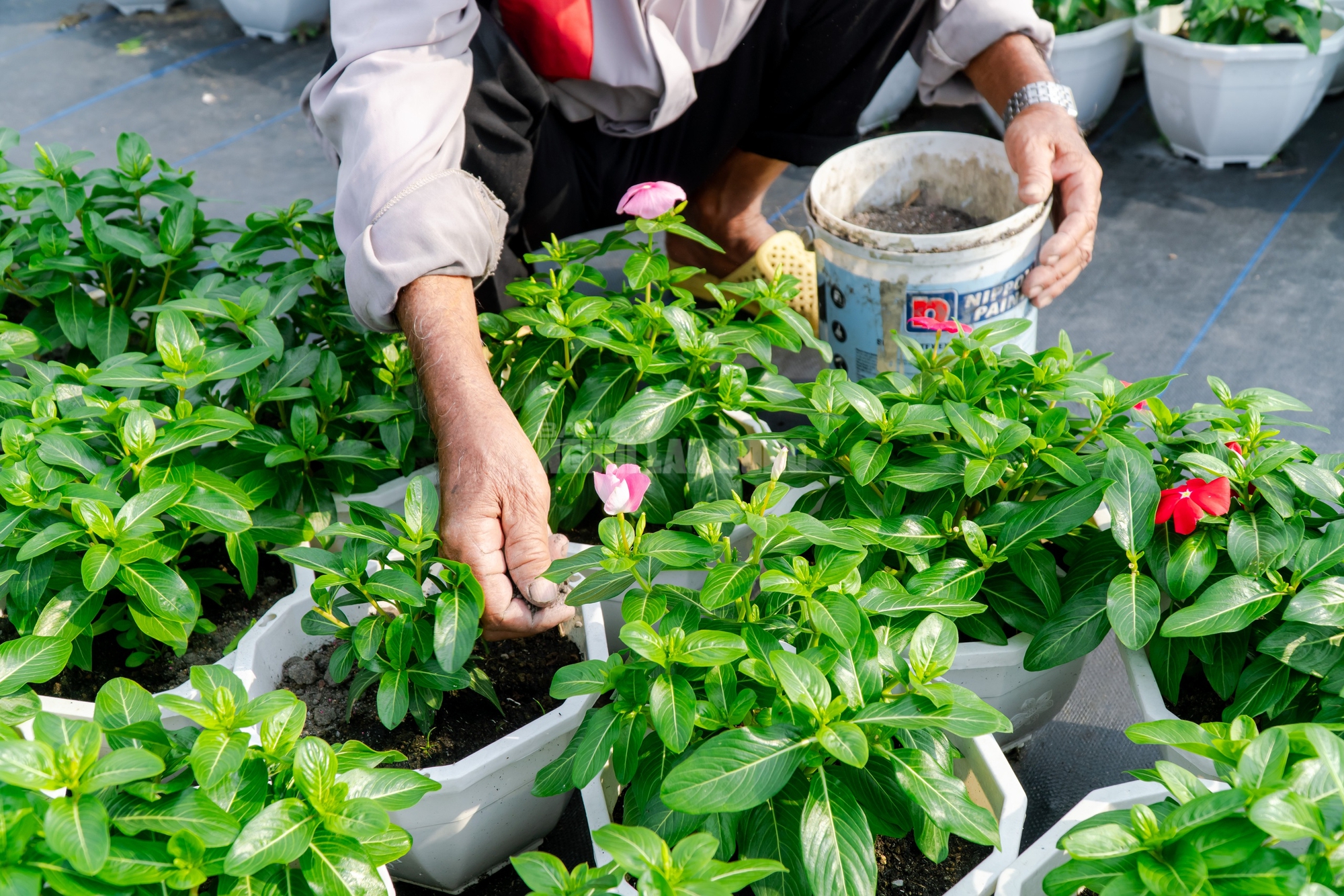 Nông dân làng hoa Thới An thấp thỏm với hoa Tết 10 VIDEO: Nông dân làng hoa Thới An tất bật mùa Tết, khó định giá hoa xứng công - Ảnh 13.