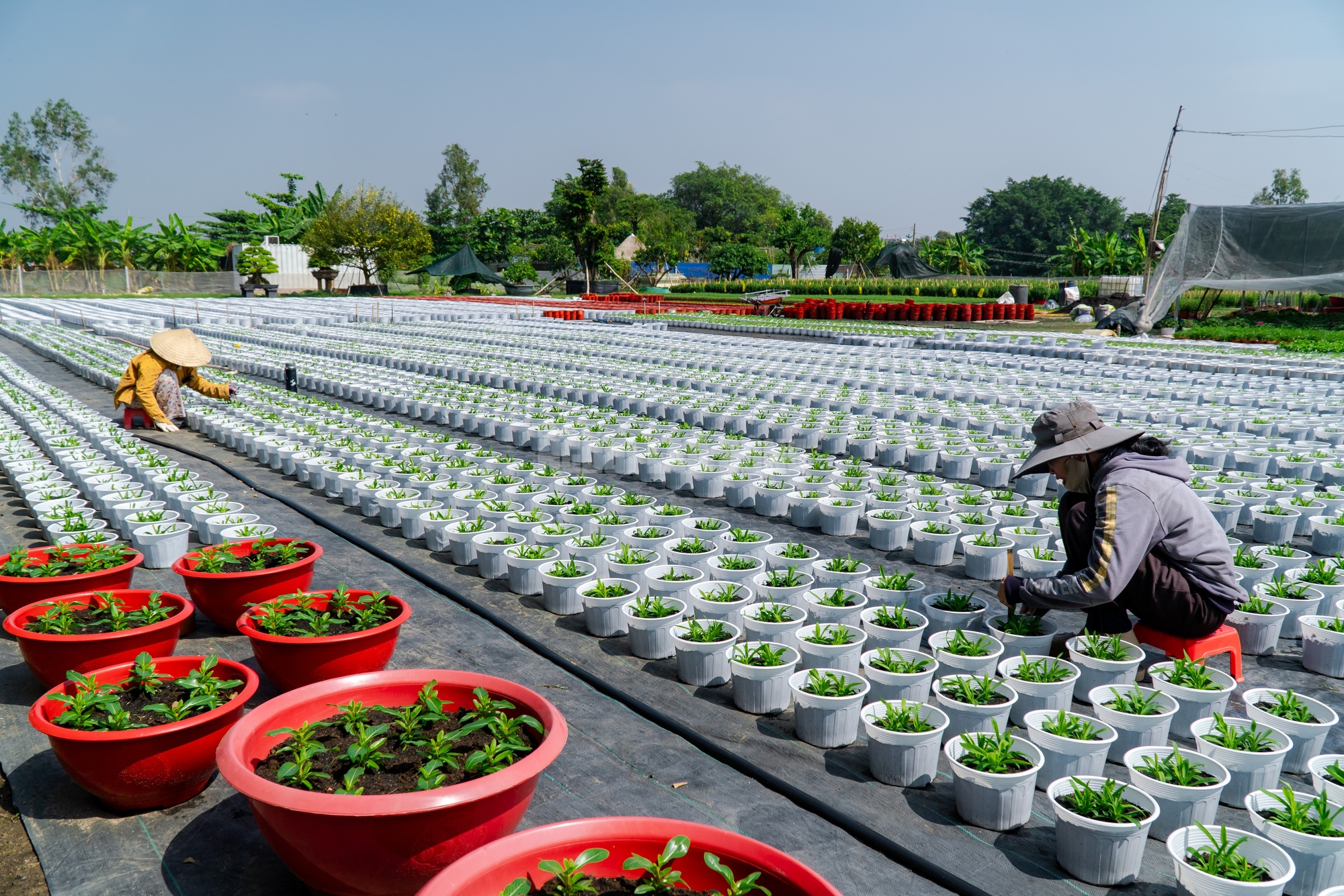 Nông dân làng hoa Thới An thấp thỏm với hoa Tết 11 VIDEO: Nông dân làng hoa Thới An tất bật mùa Tết, khó định giá hoa xứng công - Ảnh 14.