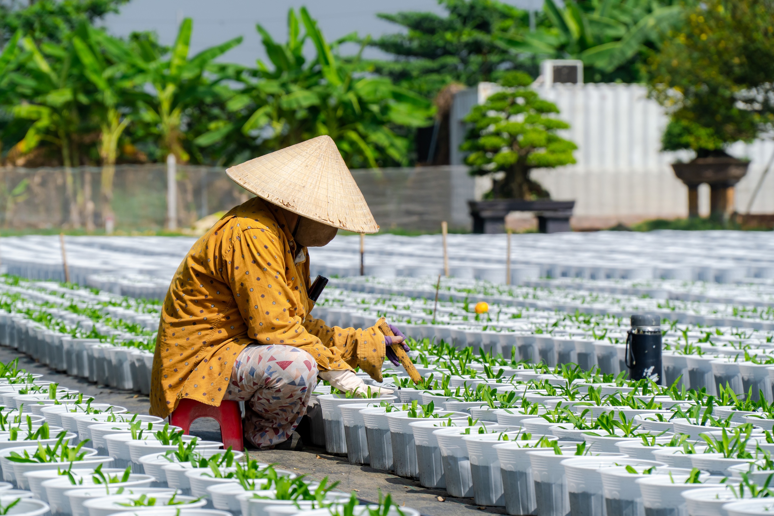 Nông dân làng hoa Thới An thấp thỏm với hoa Tết 14 VIDEO: Nông dân làng hoa Thới An tất bật mùa Tết, khó định giá hoa xứng công - Ảnh 17.