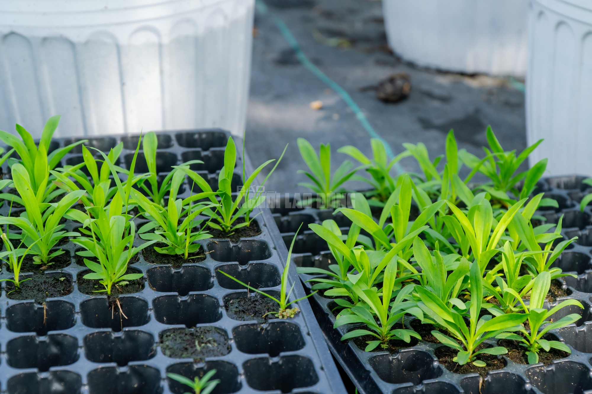 Nông dân làng hoa Thới An thấp thỏm với hoa Tết 15 VIDEO: Nông dân làng hoa Thới An tất bật mùa Tết, khó định giá hoa xứng công - Ảnh 21.