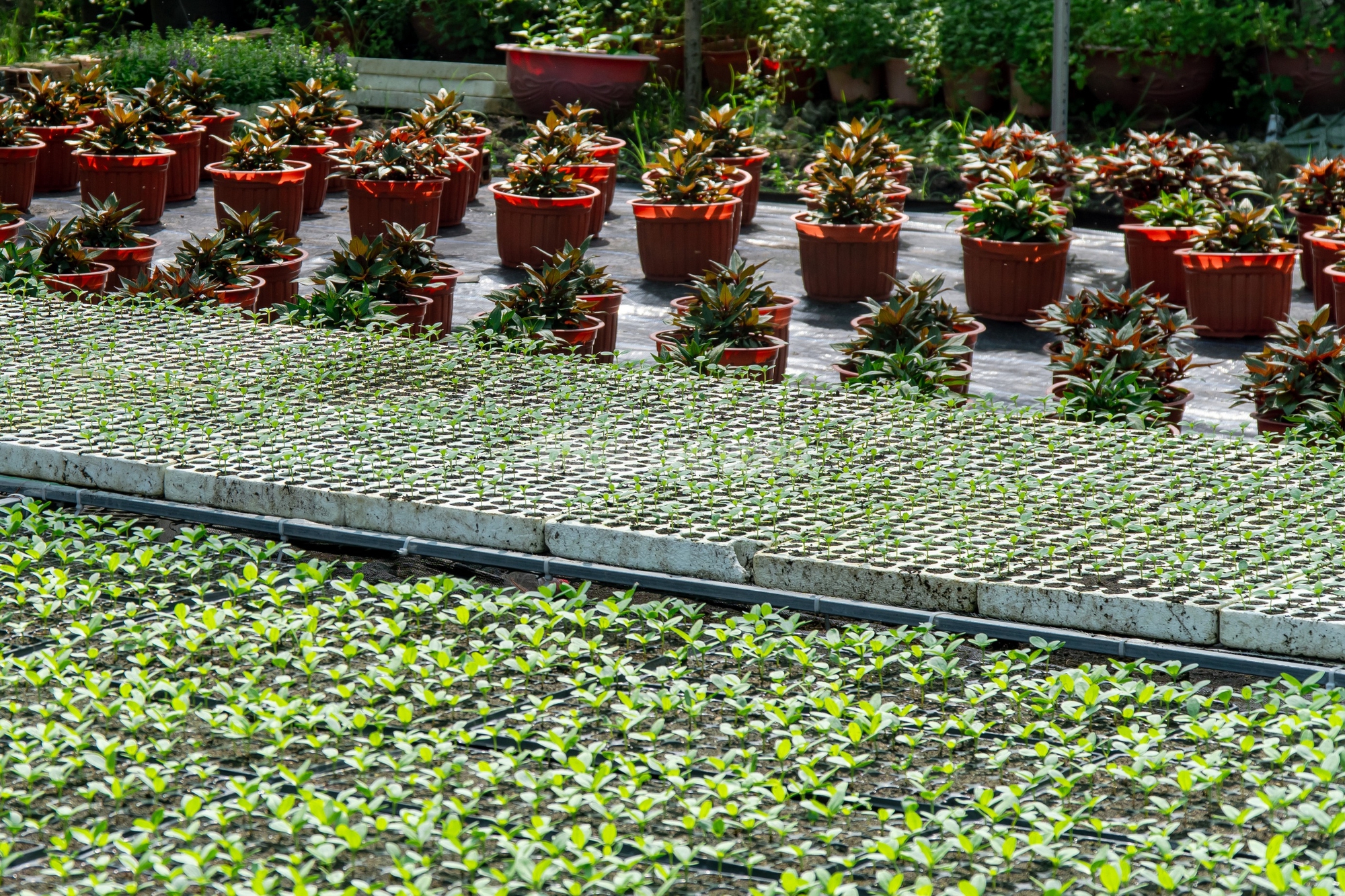 Nông dân làng hoa Thới An thấp thỏm với hoa Tết 16 VIDEO: Nông dân làng hoa Thới An tất bật mùa Tết, khó định giá hoa xứng công - Ảnh 22.