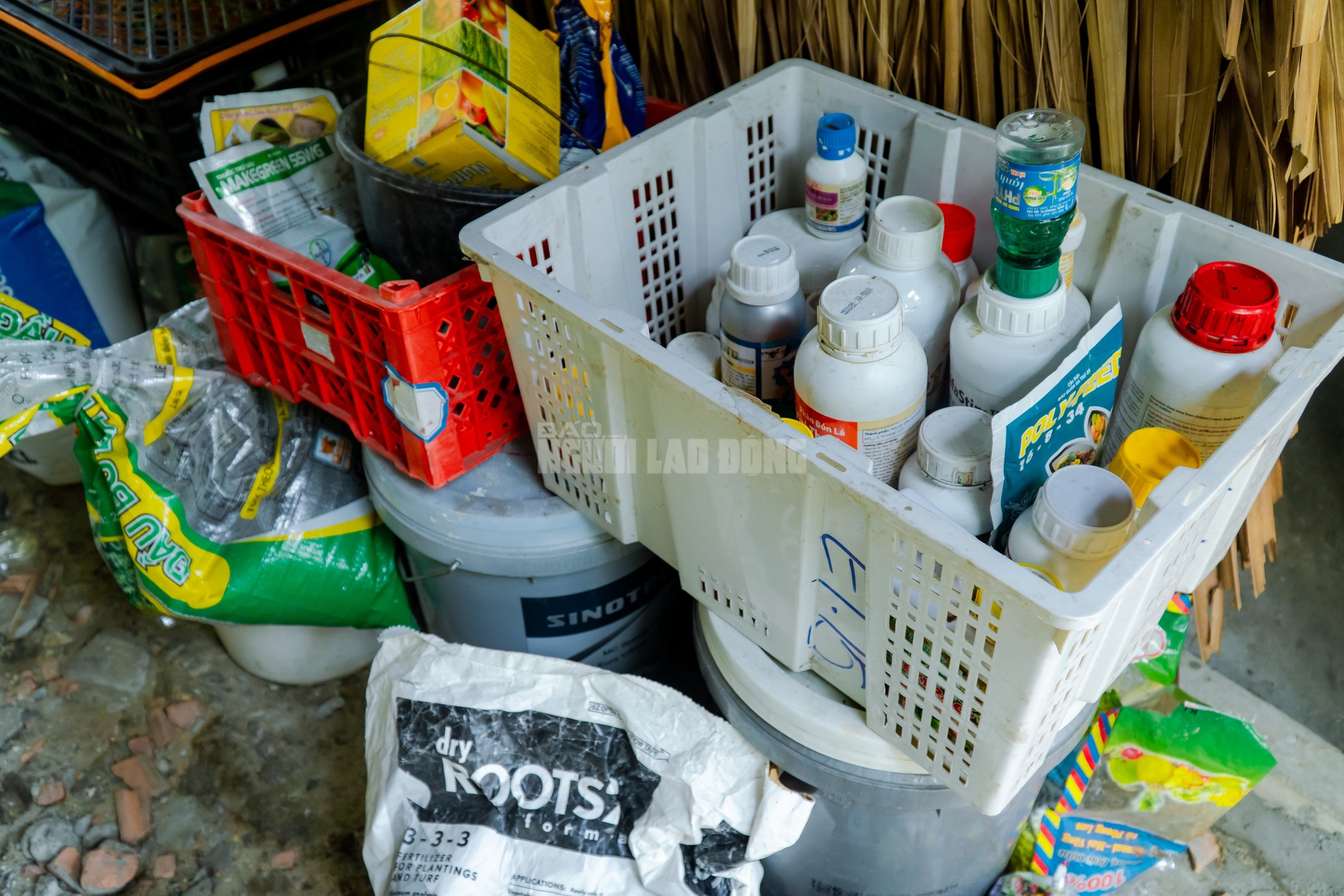 Nông dân làng hoa Thới An thấp thỏm với hoa Tết 17 VIDEO: Nông dân làng hoa Thới An tất bật mùa Tết, khó định giá hoa xứng công - Ảnh 23.