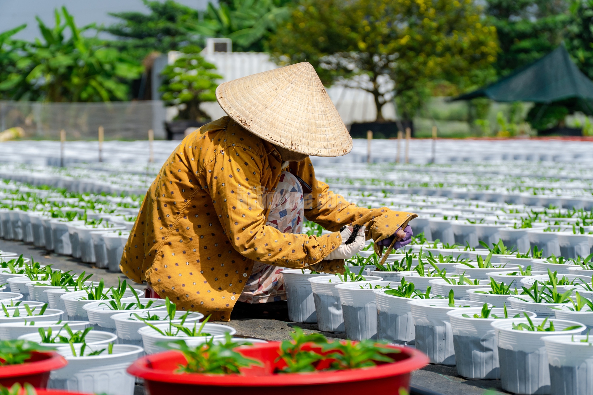 Nông dân làng hoa Thới An thấp thỏm với hoa Tết 19 VIDEO: Nông dân làng hoa Thới An tất bật mùa Tết, khó định giá hoa xứng công - Ảnh 28.