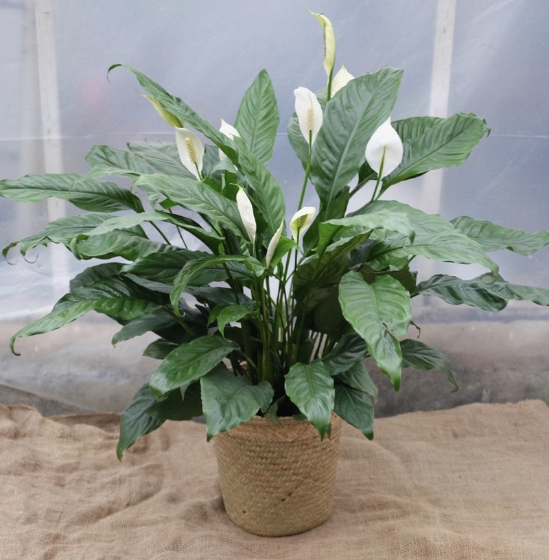 5 loại cây giúp nhà cửa mùa đông lúc nào cũng khô thoáng: Số 2 người Việt rất ưa chuộng- Ảnh 2.