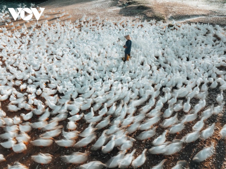 Đàn vịt đồng trắng như tuyết phủ kín cánh đồng dưới chân núi Bà Đen 3 Cảnh đàn vịt quây kín quanh chủ không chỉ gây ấn tượng thị giác mà còn thể hiện rõ tập tính bầy đàn gắn bó với đồng ruộng với sự chuyển động đồng loạt, được ví như một “lốc xoáy trắng” sống động và đầy nhịp điệu. (Ảnh: Vũ Khoa)