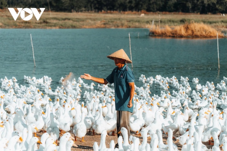 Đàn vịt đồng trắng như tuyết phủ kín cánh đồng dưới chân núi Bà Đen 4 Gắn bó nhiều năm với nghề nuôi vịt, ông Trần Thanh Hải duy trì đàn khoảng 4.000 con mỗi lứa, “cùng ăn, cùng ngủ” giữa đồng để theo sát từng giai đoạn sinh trưởng, am hiểu tập tính và chăm sóc đàn vịt. (Ảnh: Vũ Khoa)