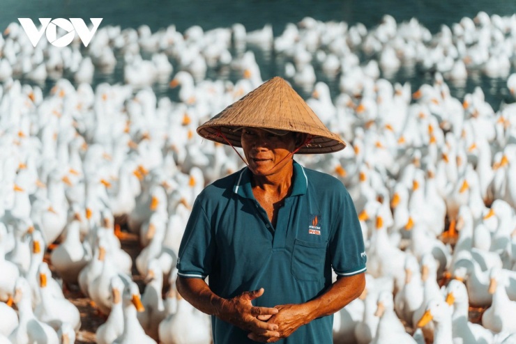 Đàn vịt đồng trắng như tuyết phủ kín cánh đồng dưới chân núi Bà Đen 5 Đối với ông Hải, đàn vịt không đơn thuần là kế sinh nhai mà còn là những ‘người bạn’ gắn bó suốt ngày dài trên cánh đồng. (Ảnh: Vũ Khoa)
