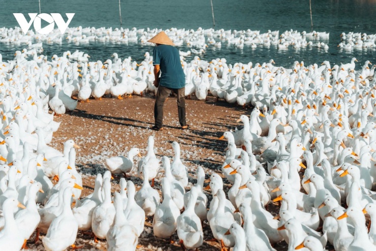 Đàn vịt đồng trắng như tuyết phủ kín cánh đồng dưới chân núi Bà Đen 7 Giữa cánh đồng mênh mông, hơn 4.000 con vịt trắng gắn bó với ông Hải như bạn đồng hành thầm lặng. (Ảnh: Vũ Khoa)