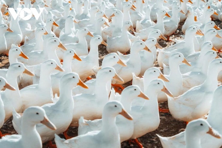 Đàn vịt đồng trắng như tuyết phủ kín cánh đồng dưới chân núi Bà Đen 8 Những chiếc mỏ vàng cam nổi bật trên nền lông trắng, từng nhịp di chuyển đều đặn khiến khung cảnh trở nên như một bức tranh sống. Nhờ vào chúng mà nơi lao động đời thường bỗng khoác lên vẻ đẹp nghệ thuật, mộc mạc mà cuốn hút. (Ảnh: Vũ Khoa)