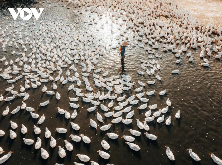 Đàn vịt đồng trắng như tuyết phủ kín cánh đồng dưới chân núi Bà Đen 10 "Làm nghề chăn vịt từ ngày này qua tháng nọ, quanh năm suốt tháng, nó đã trở thành một phần không thể thiếu trong cuộc sống của tôi", ông Hải trải lòng về công việc đã gắn bó nhiều năm dưới chân núi Bà Đen. (Ảnh: Vũ Khoa)