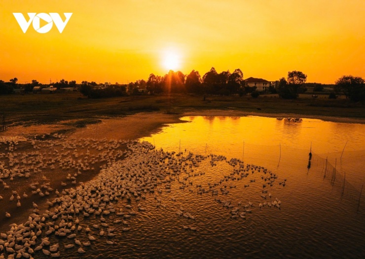 Đàn vịt đồng trắng như tuyết phủ kín cánh đồng dưới chân núi Bà Đen 11 Ánh hoàng hôn vàng óng rót xuống, biến đàn vịt thành những vệt sáng lấp lánh, tạo nên một khung cảnh tuyệt đẹp. (Ảnh: Vũ Khoa)