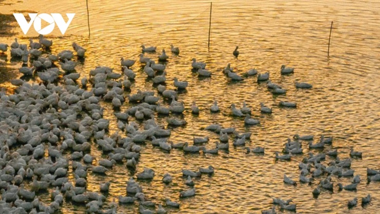 Đàn vịt đồng trắng như tuyết phủ kín cánh đồng dưới chân núi Bà Đen 12 Khép lại một ngày dài, đàn vịt trắng lại theo chân người chủ về chuồng. Khoảnh khắc bình dị ấy cứ thế neo đậu trong tâm trí người xem, nhắc nhớ về một vẻ đẹp nguyên sơ và an lành vẫn luôn hiện hữu ngay dưới chân núi. (Ảnh: Vũ Khoa)