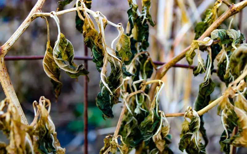 Người khôn không bao giờ giữ cây này trong nhà, người dại vẫn luyến tiếc không buông- Ảnh 2.