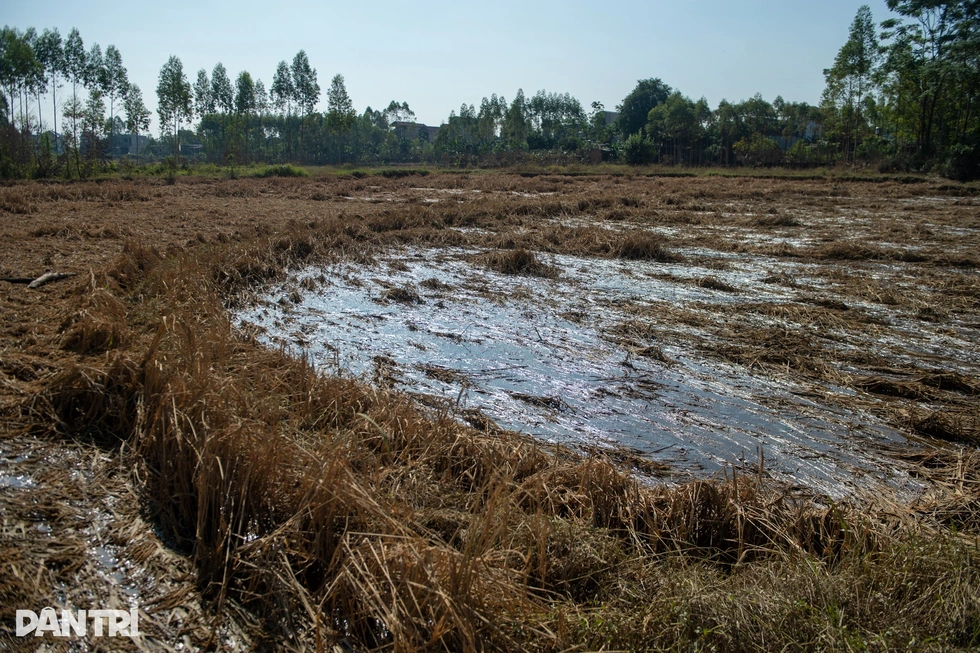 Sau lũ dữ, người dân Bắc Ninh mong Tết đến vững lòng hơn - 5