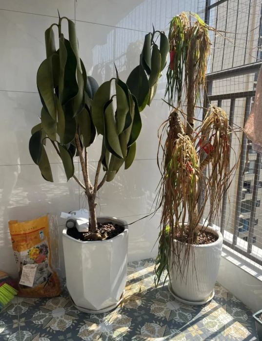 Người giàu không bao giờ đặt 5 thứ này ở ban công, người nghèo lại vô tư chất đống- Ảnh 3.