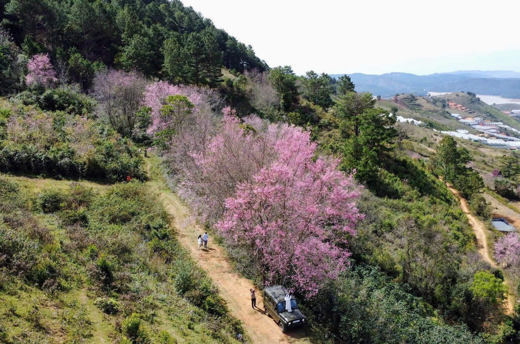 Quang Dũng, diva Hồng Nhung biểu diễn trong Lễ hội Mai anh đào Đà Lạt - Ảnh 3.