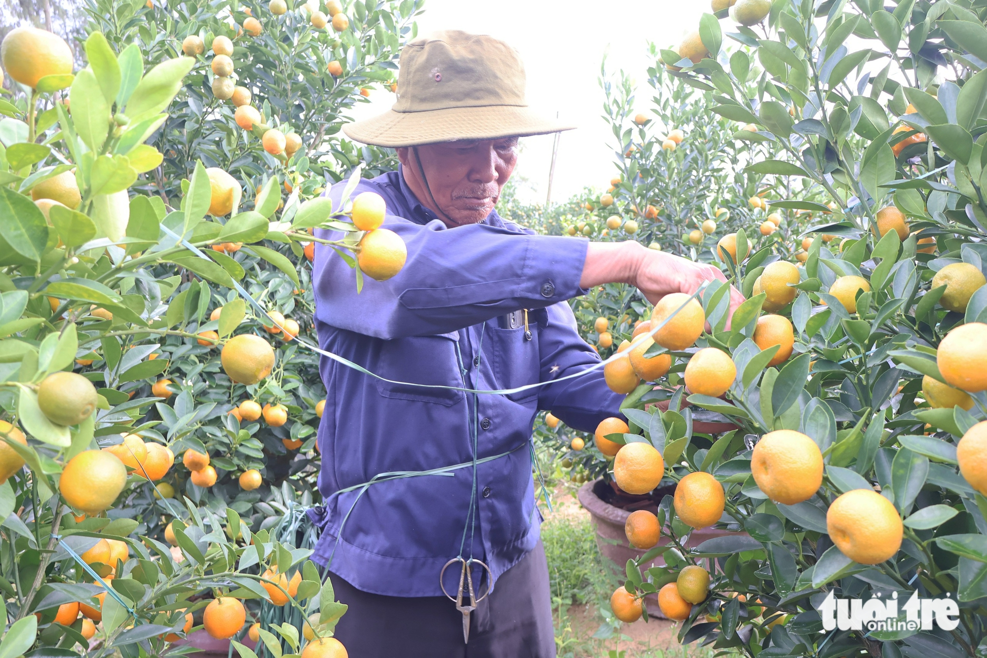 quất cảnh - Ảnh 6.