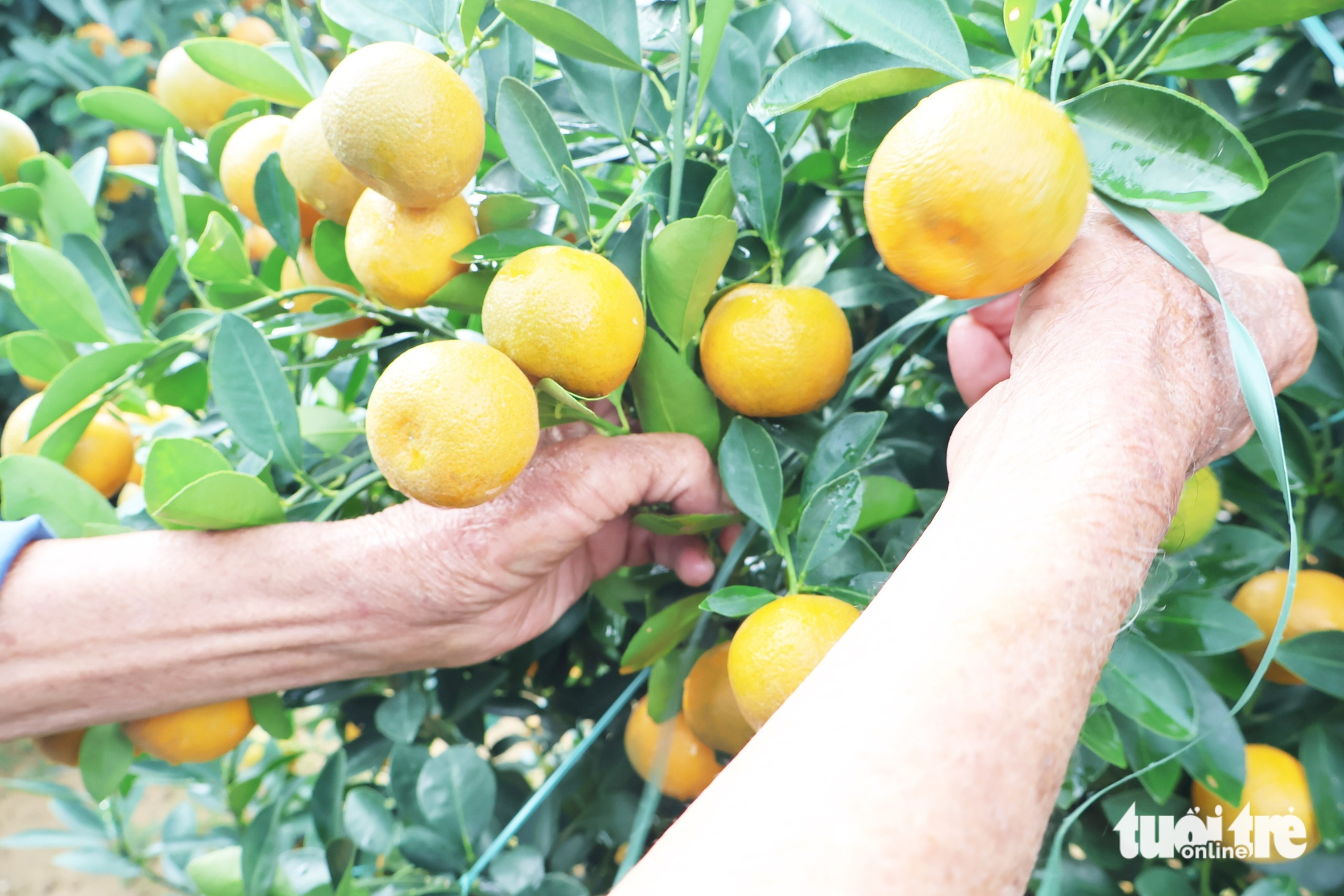 quất cảnh - Ảnh 8.