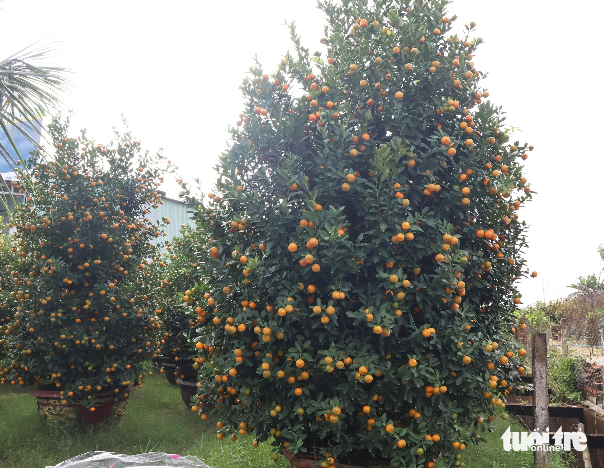 quất cảnh - Ảnh 7.