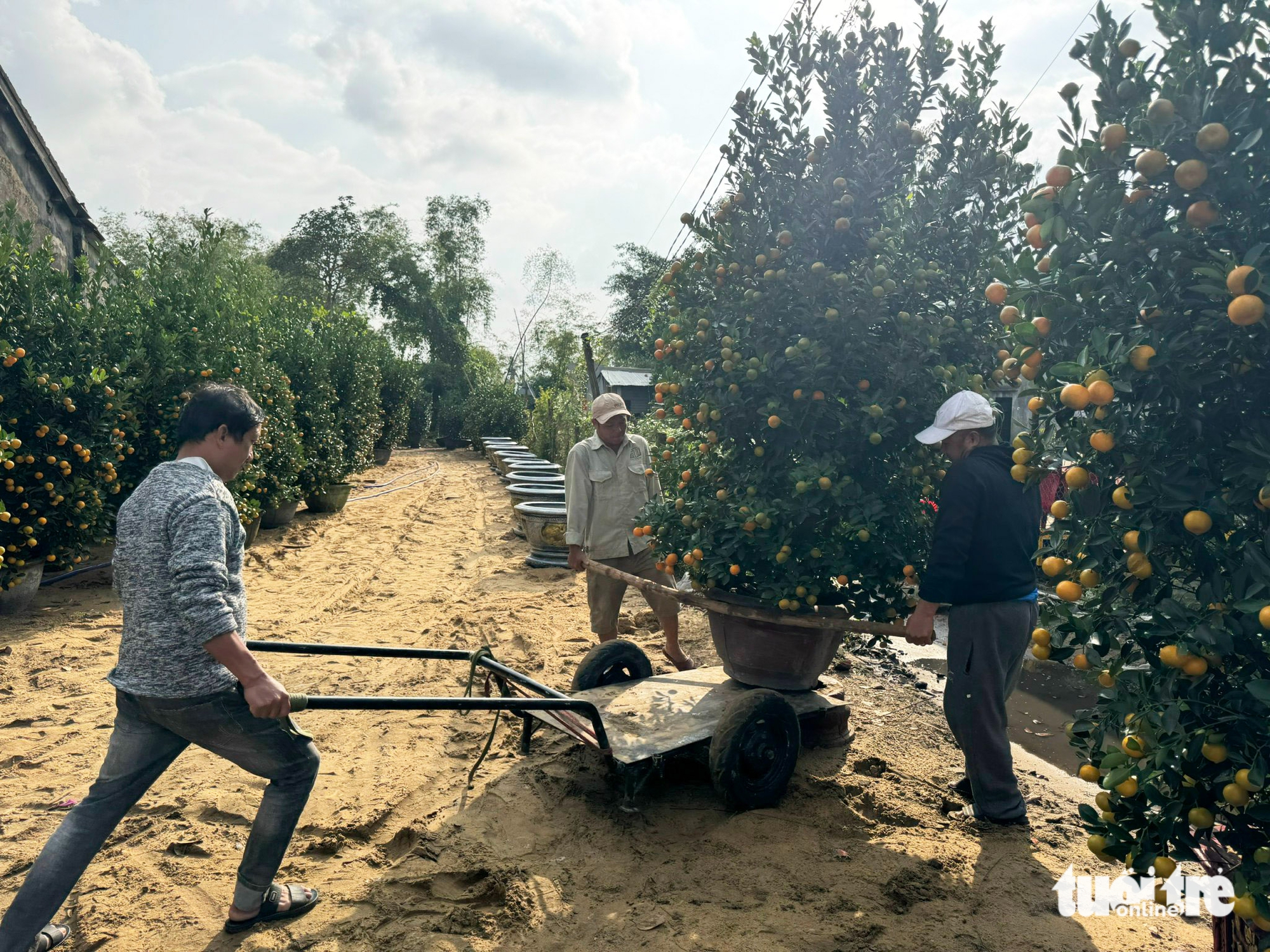 quất cảnh - Ảnh 9.