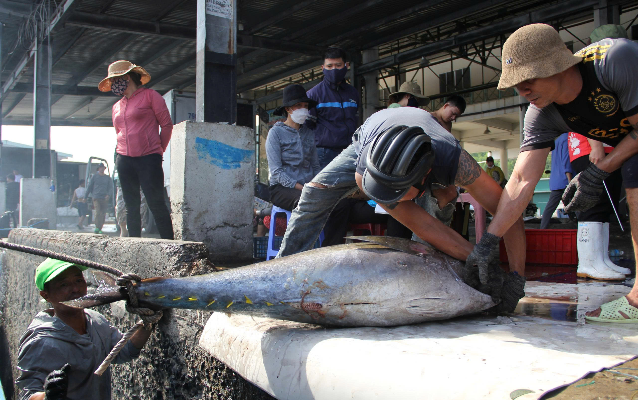 Mỹ cấm nhập 12 nhóm loài thủy sản khai thác: Sẽ hỗ trợ ngư dân chuyển đổi nghề - Ảnh 3.