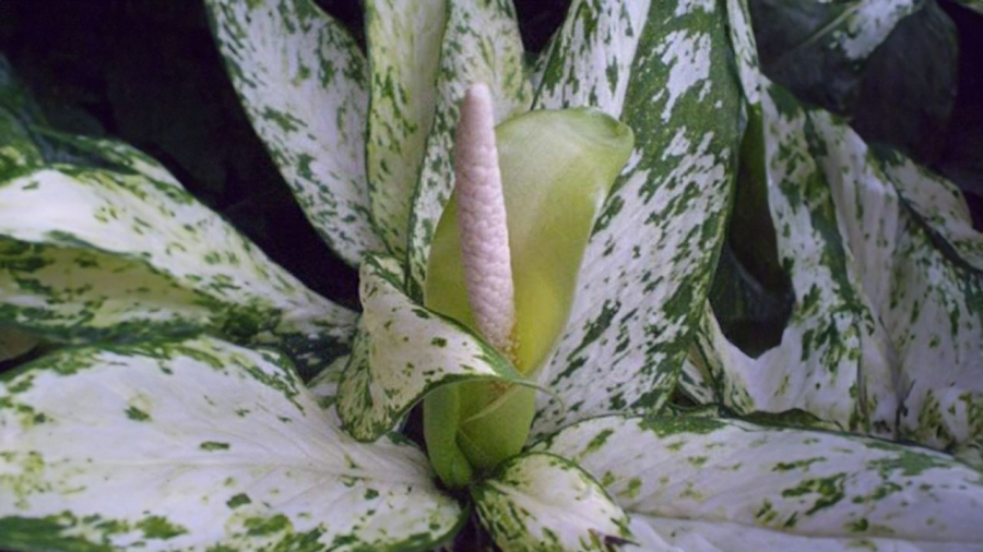 5 cây cảnh hiếm khi ra hoa, gia chủ cả đời có khi chỉ được chứng kiến 1 lần, là điềm báo đại cát, đại lợi- Ảnh 4. 5 cây cảnh hiếm khi ra hoa, gia chủ cả đời có khi chỉ được chứng kiến 1 lần, là điềm báo đại cát, đại lợi- Ảnh 4.