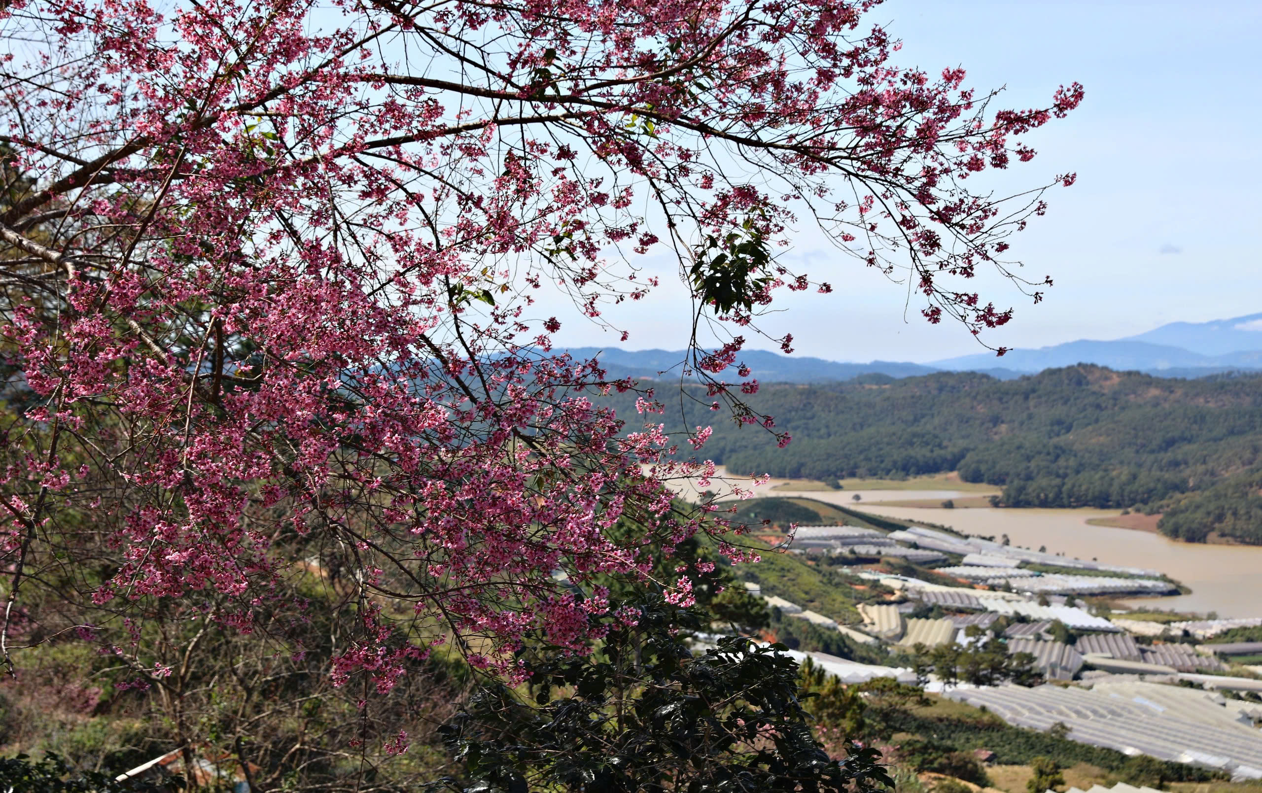 Diva Hồng Nhung, Quang Dũng biểu diễn tại Lễ hội mai anh đào - Đà Lạt- Ảnh 2. Diva Hồng Nhung, Quang Dũng biểu diễn tại Lễ hội mai anh đào - Đà Lạt- Ảnh 2.