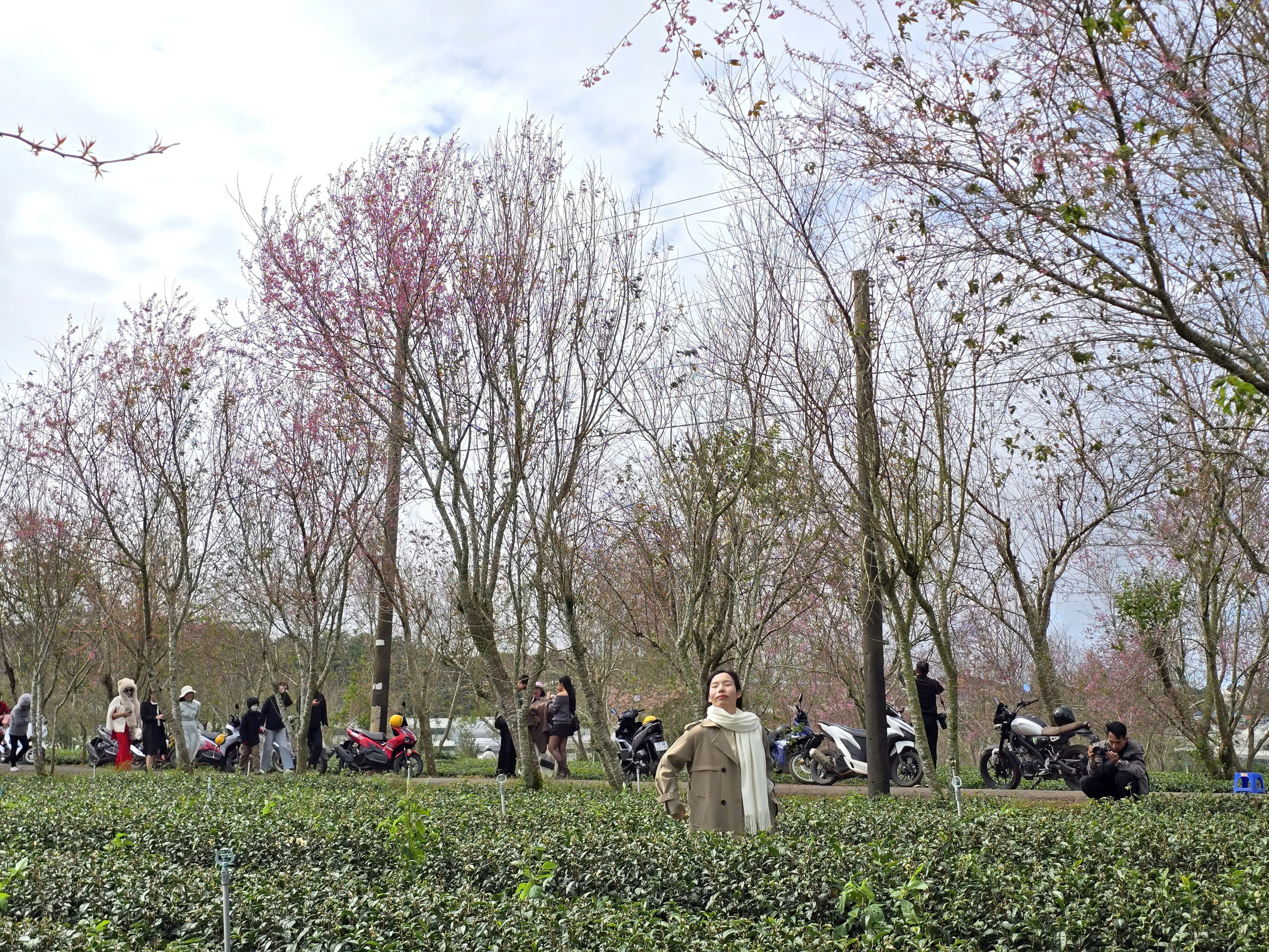 Diva Hồng Nhung, Quang Dũng biểu diễn tại Lễ hội mai anh đào - Đà Lạt- Ảnh 3. Diva Hồng Nhung, Quang Dũng biểu diễn tại Lễ hội mai anh đào - Đà Lạt- Ảnh 3.