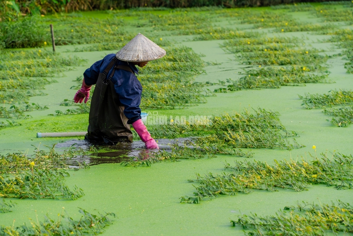 VIDEO: Nghề lội nước hái rau nhút thu nhập tiền triệu mỗi ngày - Ảnh 2.