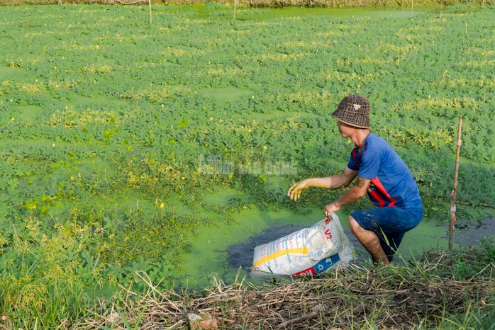 VIDEO: Nghề lội nước hái rau nhút thu nhập tiền triệu mỗi ngày - Ảnh 4.