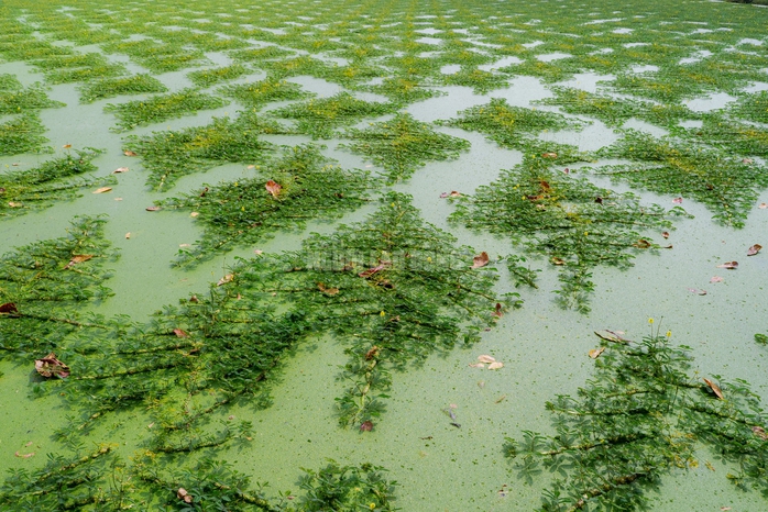 VIDEO: Nghề lội nước hái rau nhút thu nhập tiền triệu mỗi ngày - Ảnh 7.