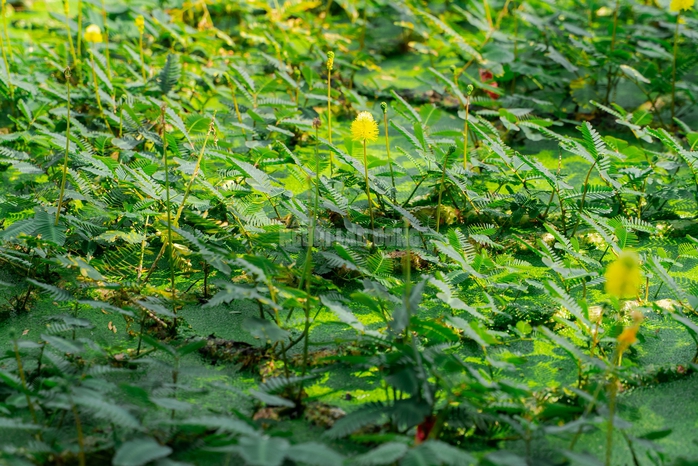 VIDEO: Nghề lội nước hái rau nhút thu nhập tiền triệu mỗi ngày - Ảnh 8.