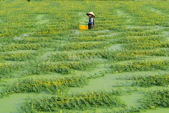 VIDEO: Nghề lội nước hái rau nhút thu nhập tiền triệu mỗi ngày - Ảnh 9.