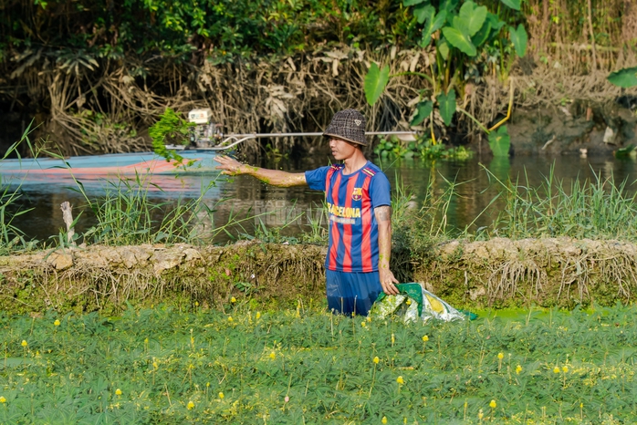 VIDEO: Nghề lội nước hái rau nhút thu nhập tiền triệu mỗi ngày - Ảnh 10.