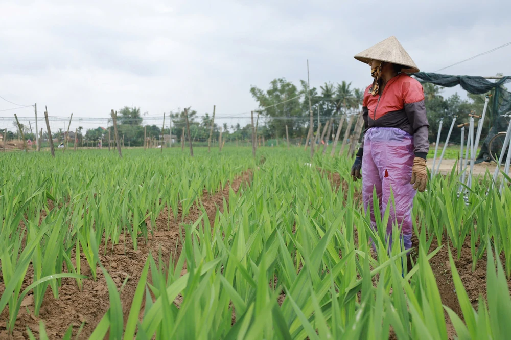 Người dân tập trung chăm sóc cây để cây ra hoa đúng thời điểm. z7413963857931_4361bc608310901e1dc38828b9fe2610.jpg