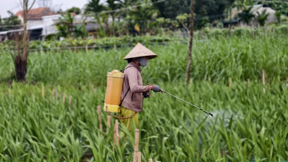 Bà Bằng phun thuốc cho ruộng hoa lay ơn. nha-vuon-quang-ngai-nin-tho-giu-ruong-lay-on-cho-tet- (9).jpg