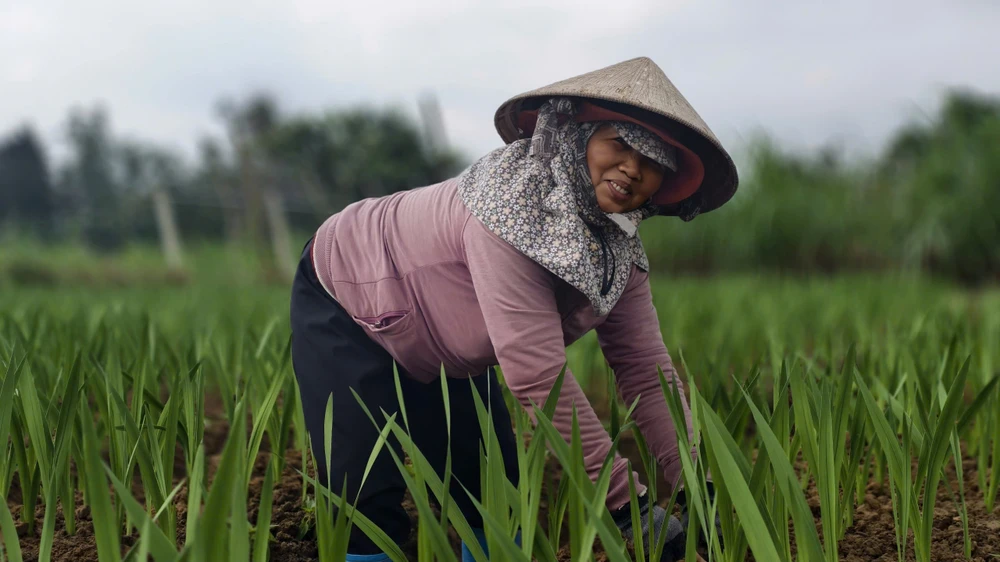 Bà Bút trồng 4 sào hoa, bỏ ra khoảng 100 triệu đồng tiền vốn. z7413713793065_af8d02857b33d88cdd0a2c530e3e6aed.jpg