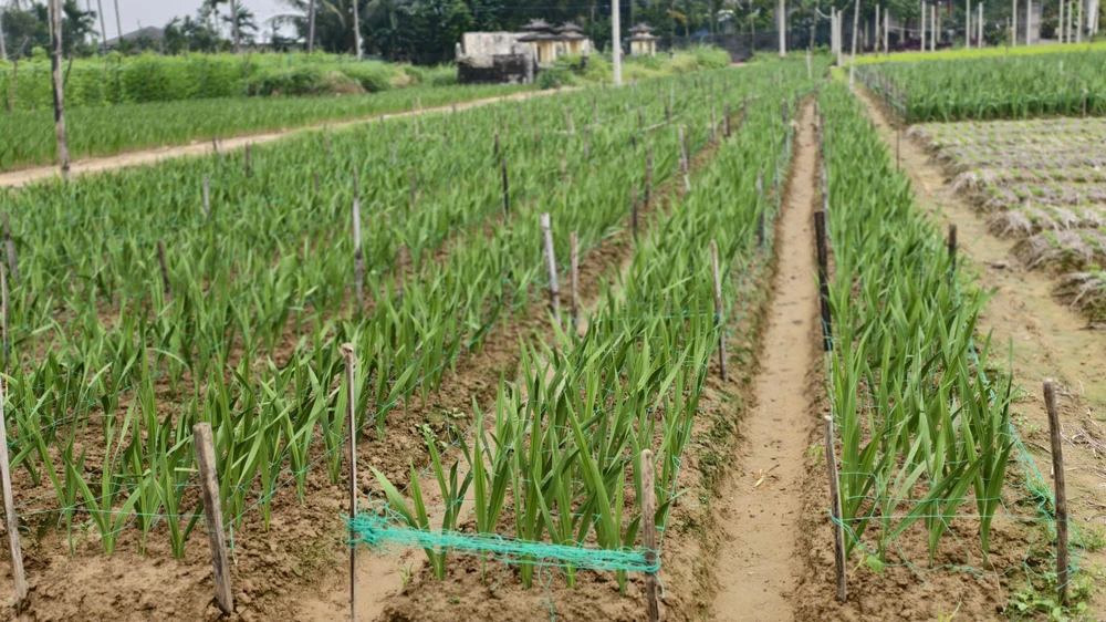 Giăng lưới giữ thẳng cây hoa. nha-vuon-quang-ngai-nin-tho-giu-ruong-lay-on-cho-tet- (2).jpg