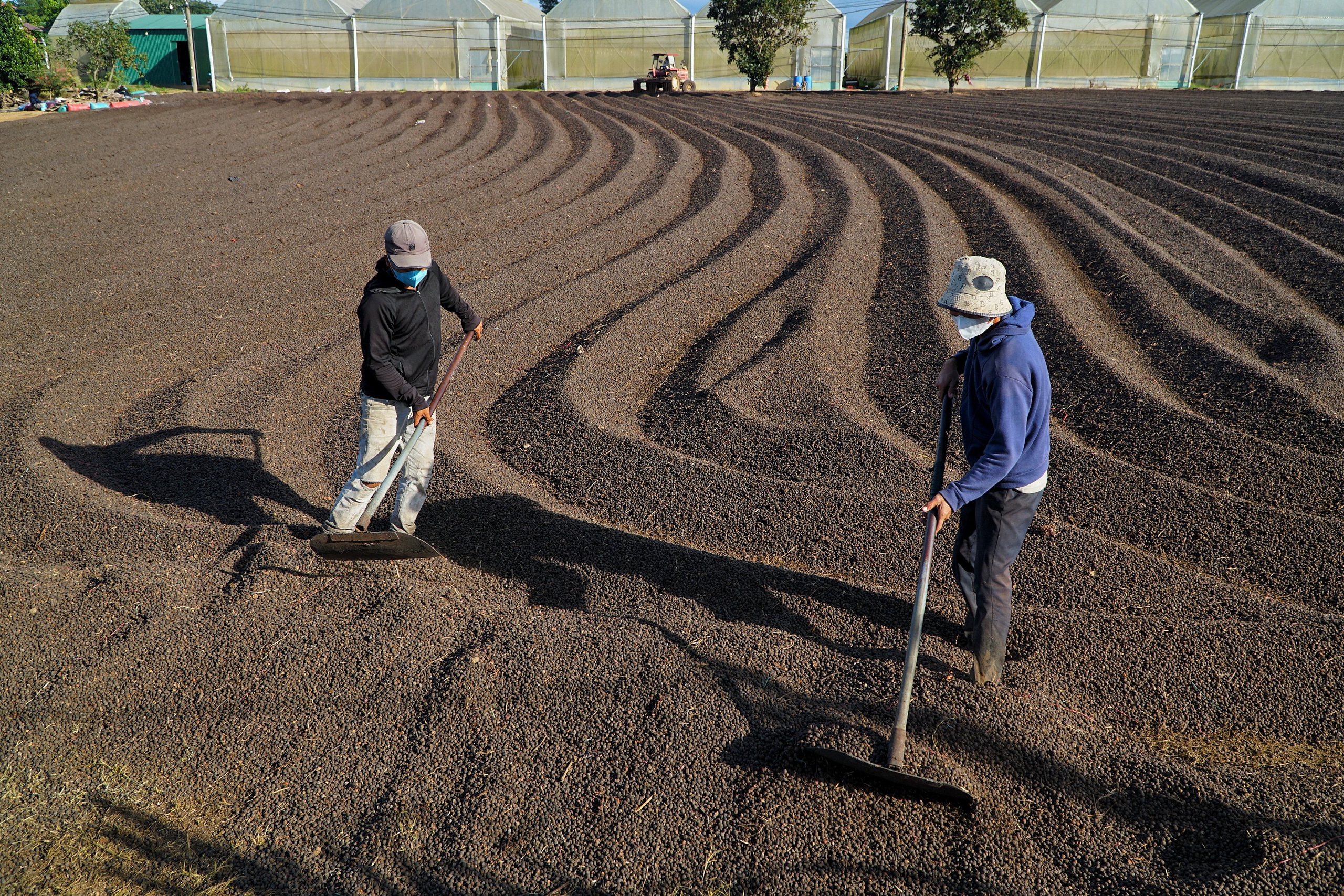 Đẹp hút mắt, mùa phơi cà phê 'phủ nâu' Tây Nguyên đại ngàn 4 cà phê - Ảnh 4.
