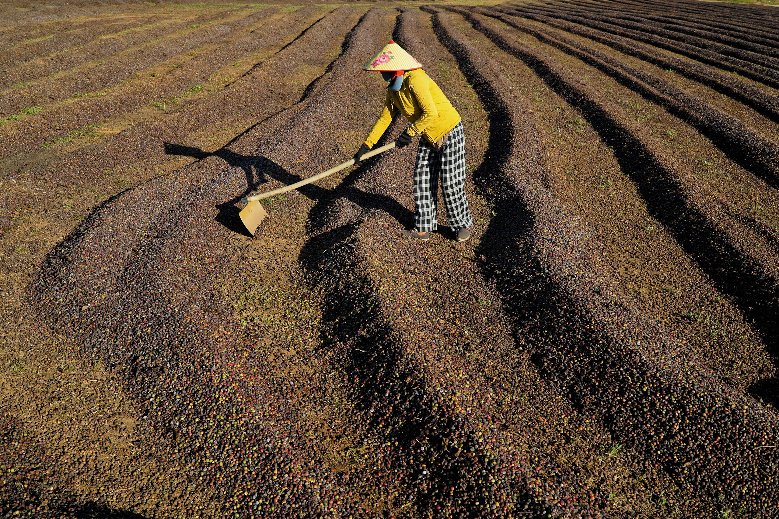 Đẹp hút mắt, mùa phơi cà phê 'phủ nâu' Tây Nguyên đại ngàn 8 cà phê - Ảnh 8.