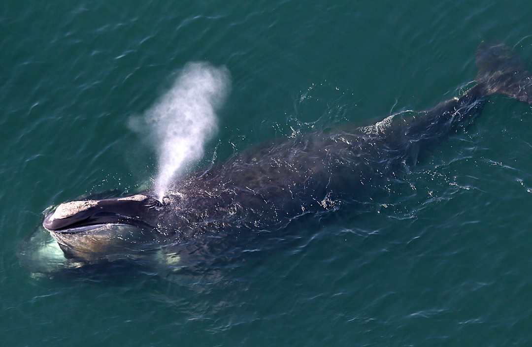 Thung lũng cá voi ở Ai Cập hé lộ hành trình tiến hóa kỳ lạ khi cá voi từng có chân và sống trên đất liền- Ảnh 3.