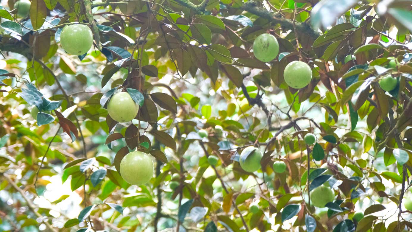 3 loại cây lý tưởng để trồng trước nhà- Ảnh 2.