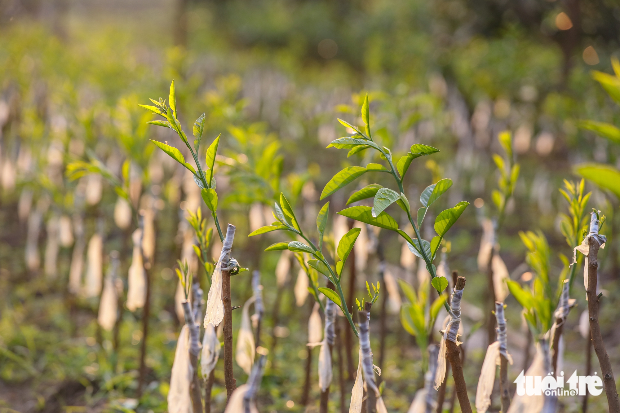 bưởi đỏ - Ảnh 11.