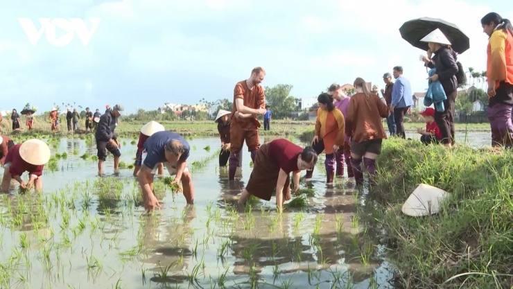 Đến Đà Nẵng, du khách bỏ phố vào làng, “sống thử” đời thôn quê 4 Du khách thi cấy lúa cùng nông dân Hội An