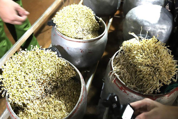 Số lượng giá đã được dùng chất kích thích đang trong thời kỳ sinh trưởng. Ảnh: Công an Hà Tĩnh